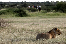 Botswana-Mashatu-Mashatu Game Reserve Safari